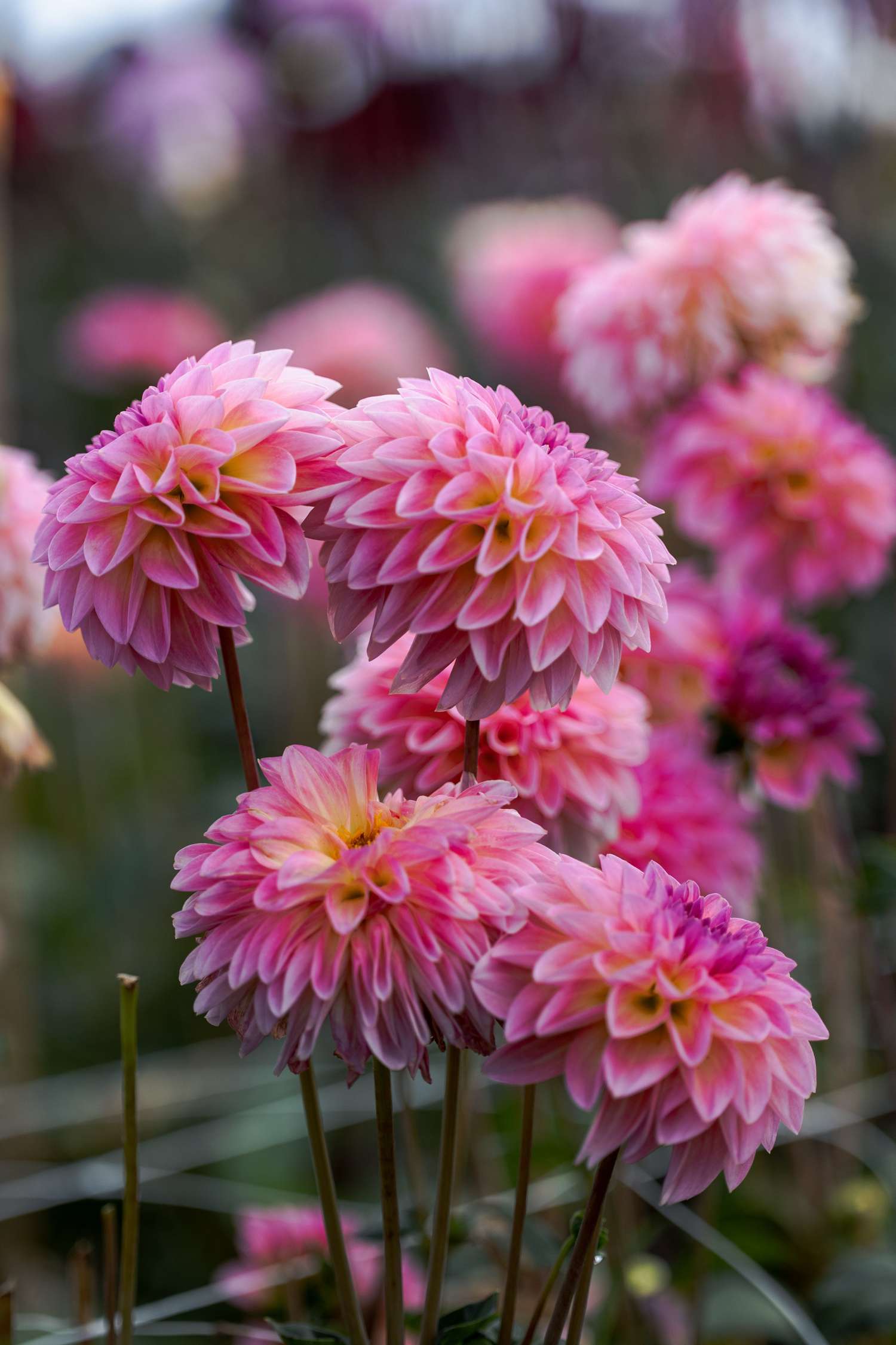 Dahlia 'Esli'